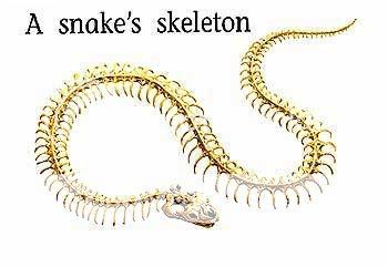 bk_skeleton_snakeSK.jpg