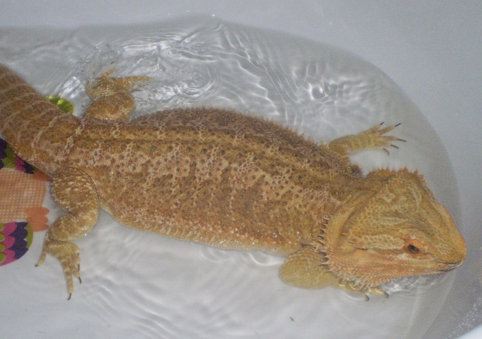 Bearded dragon in bath water