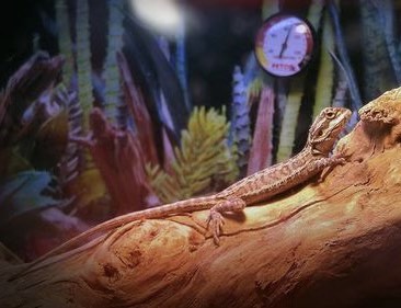 Bearded dragon on log with hydrometer