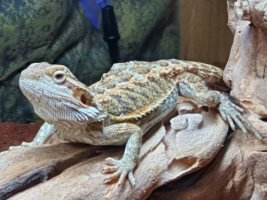 beardie day 1 3-1-22.jpg