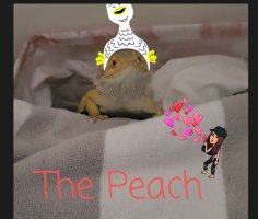 Snapchat-1848161212.jpg