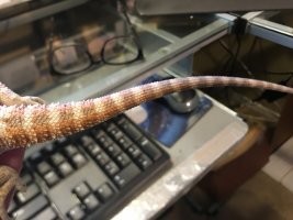 5ED4C7F8-D050-4BA4-ADCB-B7EACCDE6672.jpeg