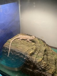 Beardie 2.jpg