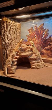 Beardies need a home  # 1.jpg