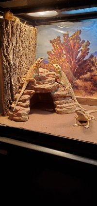 Beardies need a home # 2.jpg