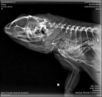 IGUANAS_WHOLE PROJECTION(VD)_7978.jpg