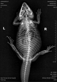 IGUANAS_WHOLE PROJECTION(VD)_7976.jpg
