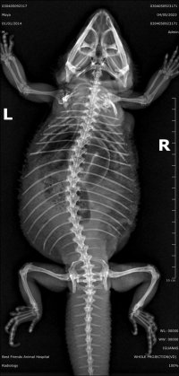 IGUANAS_WHOLE PROJECTION(VD)_7977.jpg