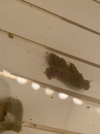 IMG_0821.jpeg