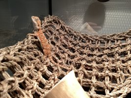 IMG_0053.jpeg
