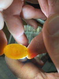 egg2.jpg