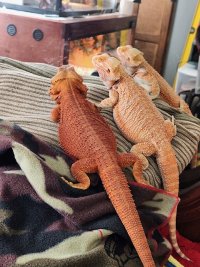 Reggie & Toki .JPG