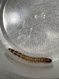IMG_6597.jpeg