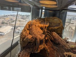 fist_basking_after_brumation.jpg
