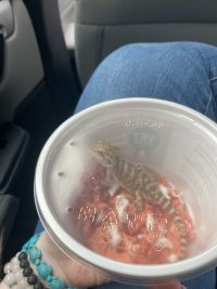 IMG_5206.jpeg