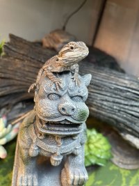 IMG_2217.jpeg