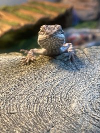 IMG_2218.jpeg