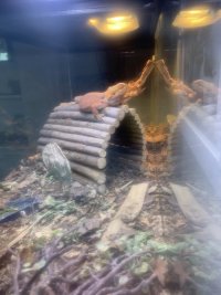 IMG_9930.jpeg