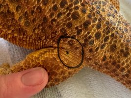 IMG_1991.jpeg