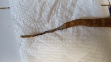 tail.jpg