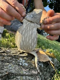 IMG_4173.jpeg