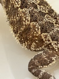 IMG_4188.jpeg