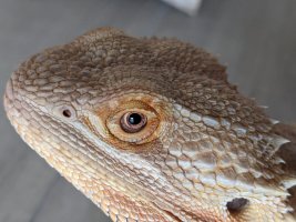 eye_det.jpg