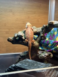 IMG_0136.jpeg