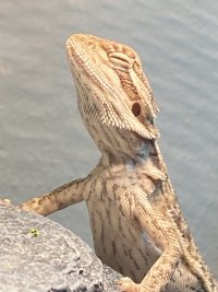 IMG_4244.jpeg