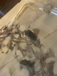 IMG_4278.jpeg