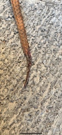 IMG_5196.jpeg
