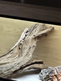 AEA7C11A-340D-45EE-AAF5-61099C0337D9.jpeg