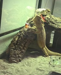 IMG_7207.jpeg
