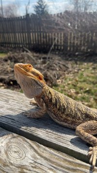 IMG_9274.jpeg