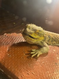 IMG_9931.jpeg