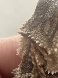 IMG_2579.jpeg