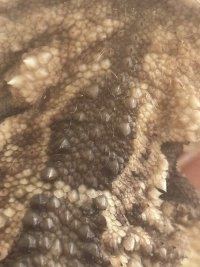 IMG_2573.jpeg