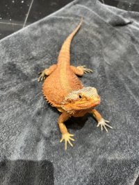 IMG_3351.jpeg
