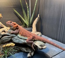 thumbnail_IMG_0110.jpg
