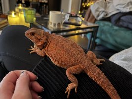 thumbnail_IMG_0123.jpg