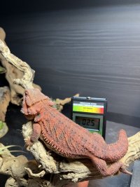 thumbnail_IMG_0132.jpg