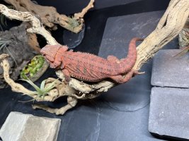 thumbnail_IMG_0134.jpg