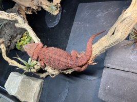 thumbnail_IMG_0135.jpg