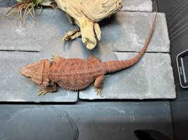 thumbnail_IMG_0137.jpg