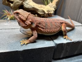 thumbnail_IMG_0138.jpg