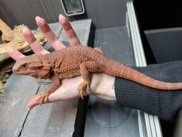 thumbnail_IMG_0142.jpg