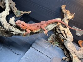 thumbnail_IMG_0143.jpg