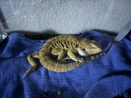 IMG_0251.jpeg
