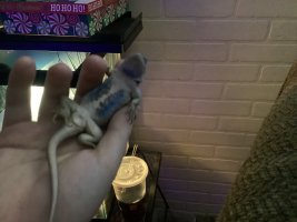 IMG_5155.jpeg