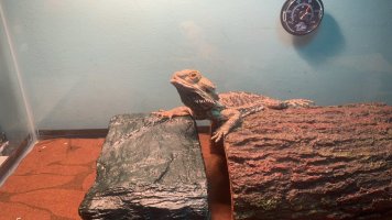 IMG_3728.jpeg